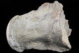 Mosasaur (Platecarpus) Dorsal Vertebra - Kansas #73700-1